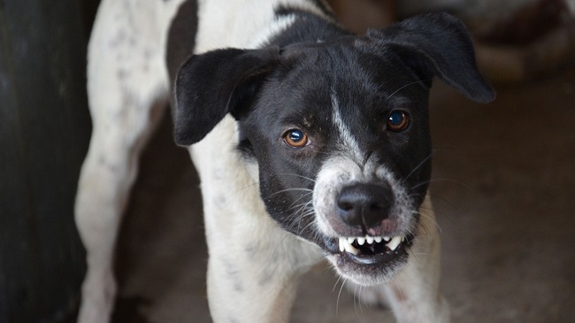 7-Year-Old Boy Mauled To Death By Pet Dog In Oklahoma