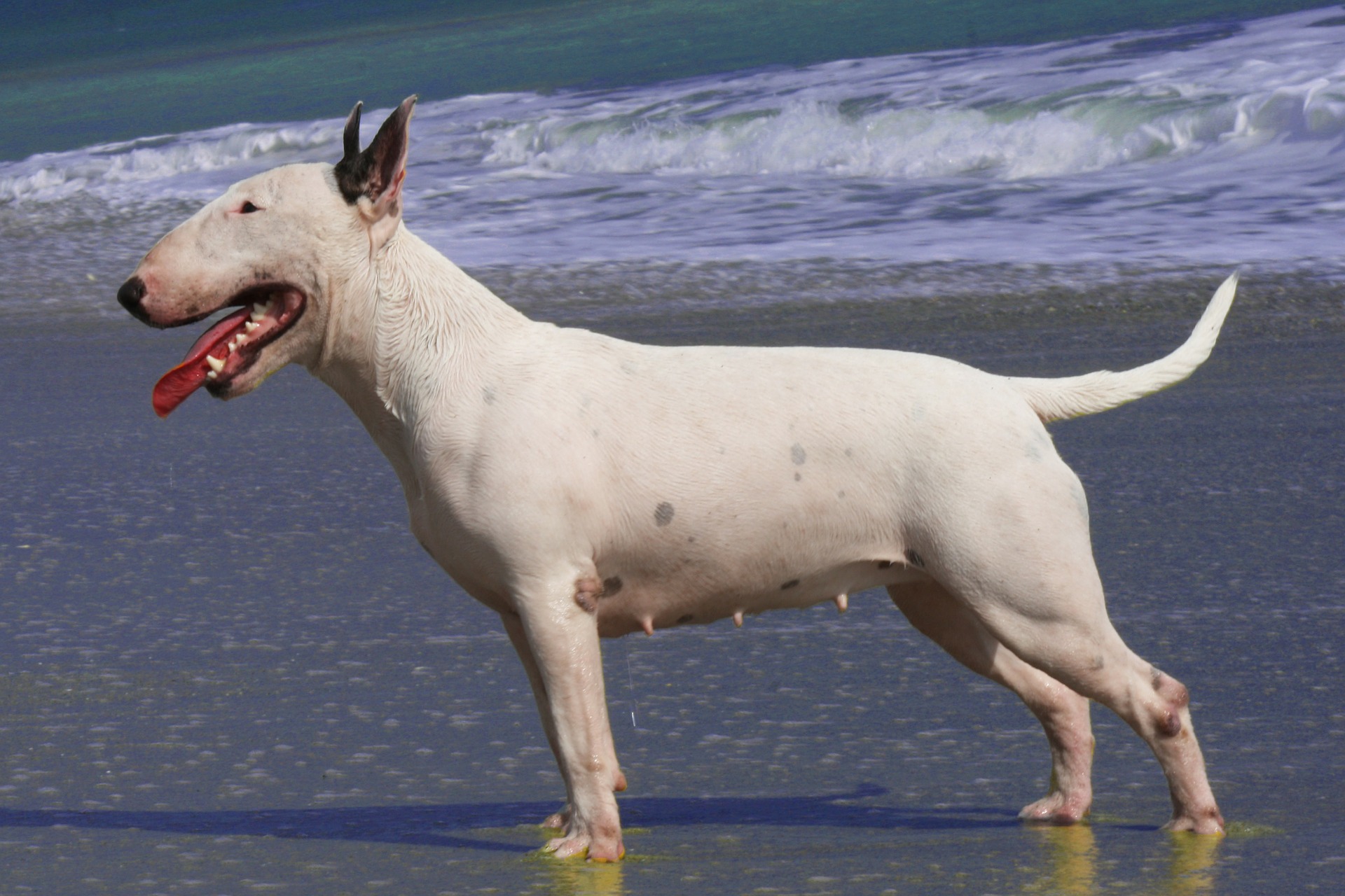 Miniature Bull Terrier