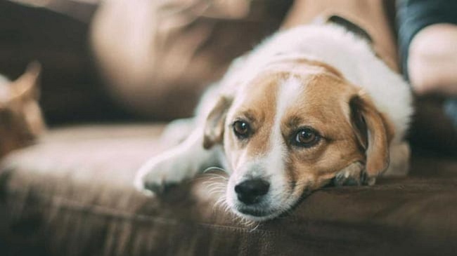 Covid Variant Found In Dogs And Cats With Suspected Myocarditis