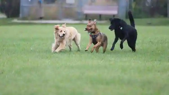 Delhi Opens Its First-Ever Dog Park
