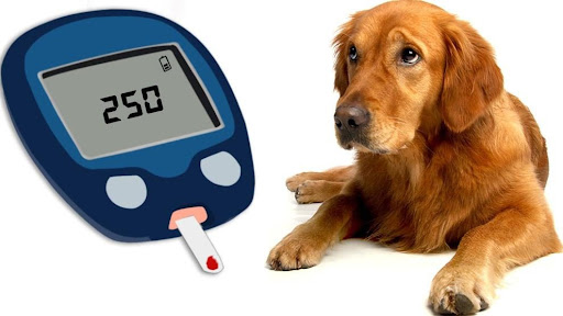 Canine Diabetes