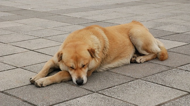 Dog Abused With Firecrackers In West Bengal