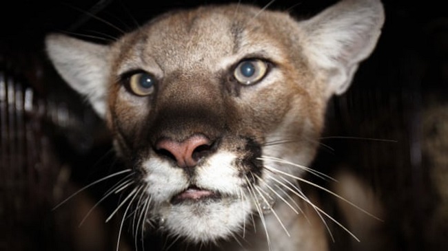 Dog Attacked By A Mountain Lion In Southern California