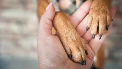 Dog Dies In Noida Due to Cracker Burns