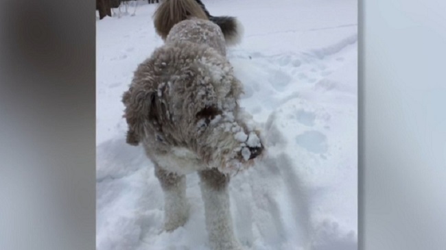 Dog Gets Trampled To Death By A Moose In Colorado, US