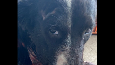 Dog Injured in a Cracker Blast in Ulwe, Navi Mumbai