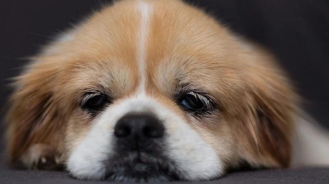Dog Killed By Covid Health Workers In China While Owner Quarantined