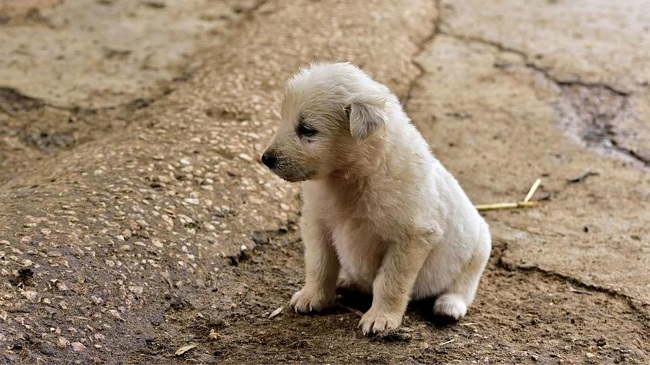Dog Mercilessly Beaten To Death In Delhi