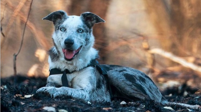 Dog That Saved 100 Koalas During Australia's Bush Fires Awarded