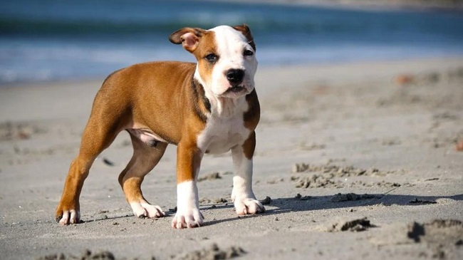 Four Arrested Conducting Dog Fighting In Amritsar