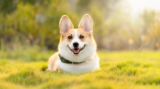 Healthy Dog Food Delivery Brand Dog Standards Launches In Canada