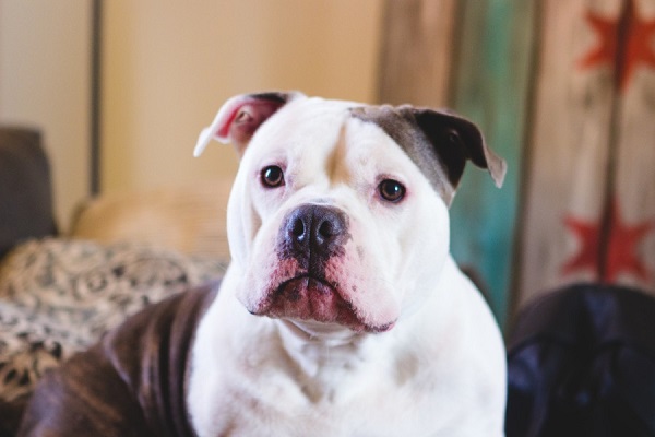 How Long Do Pit Bulls Live – A Guide