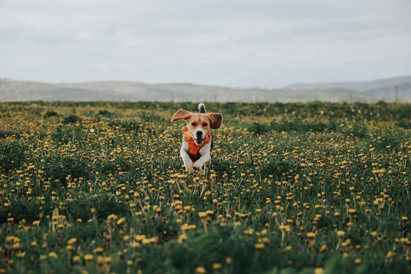 How To Treat Seizures In Dogs Holistically