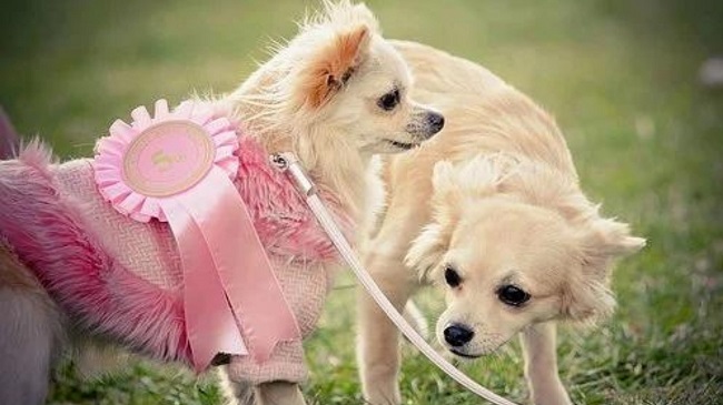 ITBP Dogs Win Hearts At A Dog Show In Panchkula