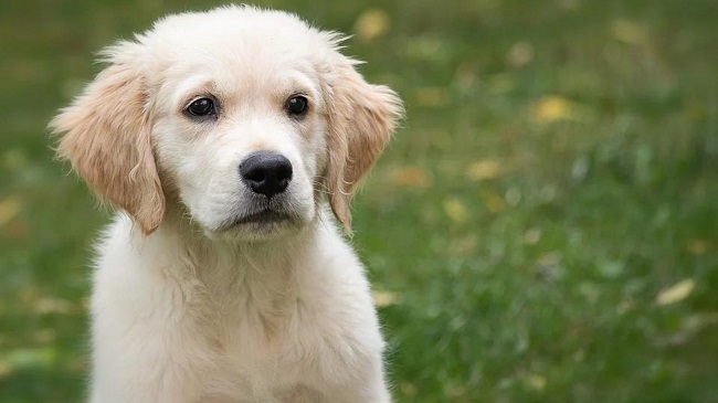 Man In Kerala Nabbed On Charges Of Torturing Dog