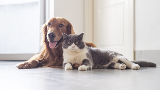 Man Transmits Covid To Pet Dog And Cat In Arizona, US