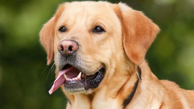 Mighty Dog Walk To Take Place At Camp Mabry, Texas