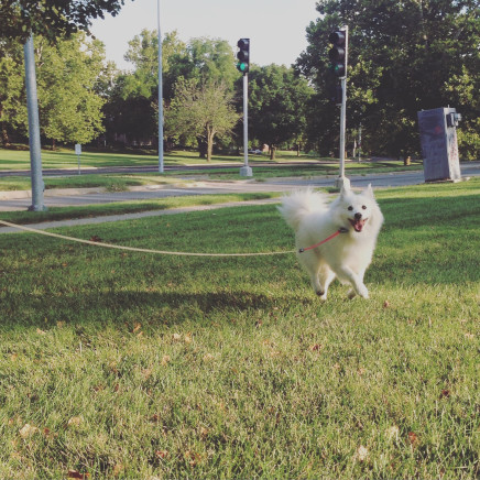 Miniature American Eskimo