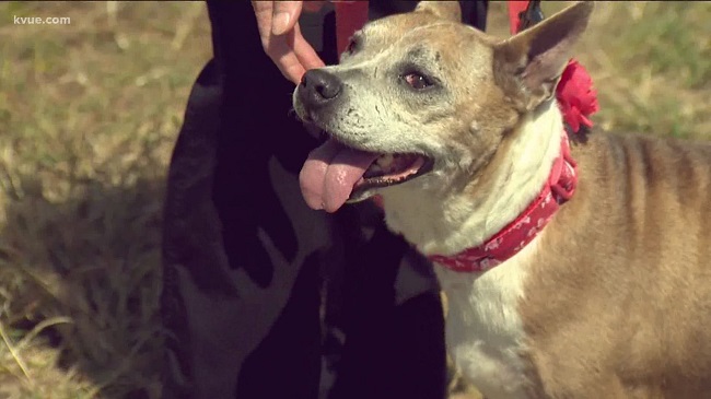 New Rules To Keep Dogs Outside The House In Austin From Next Year