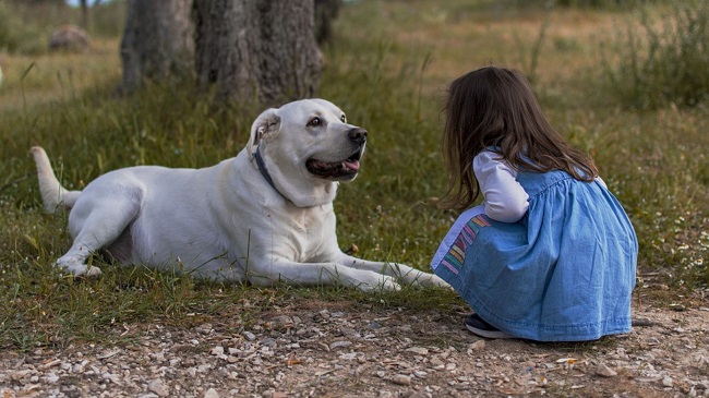 Ollie, The Therapy Dog, Helps Kids Get Vaccine In San Diego, US