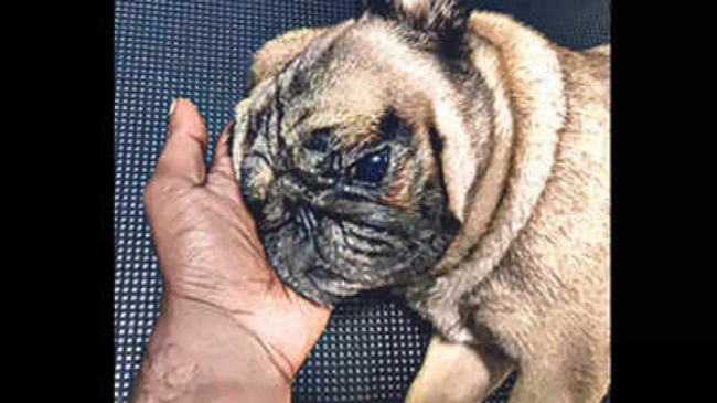 Pet Dog Dies In Kerela, After Being Hit By A Policeman