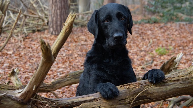 Pet Dog Gets Covid From Owner First Confirmed case in the UK