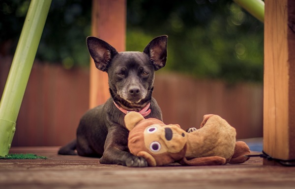 Pet Vs. Domesticated animals- Finding the Difference