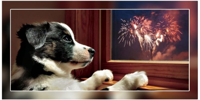 Celebrate A Pet-Friendly Diwali