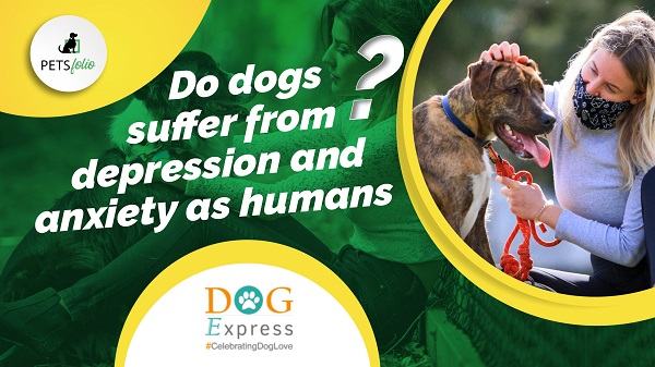 Petsfolio Cover images New DOG DOG SUFFER