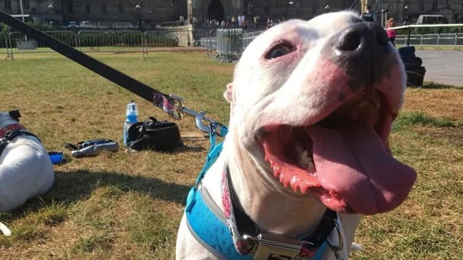 Pit Bull Ban Regulations Eased In Ontario, Canada