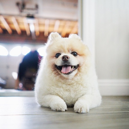 Pomeranian