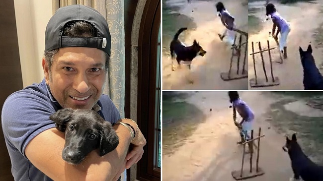 Sachin Tendulkar Shares A Video Of A Dog Playing Cricket