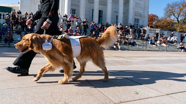 Service Dogs For Veterans With PTSD Get Their Training Funded By Health Canada