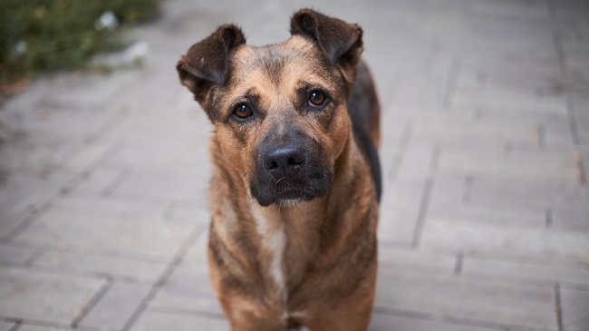 Stray Dogs Continue To Make Mohali Residents Uncomfortable