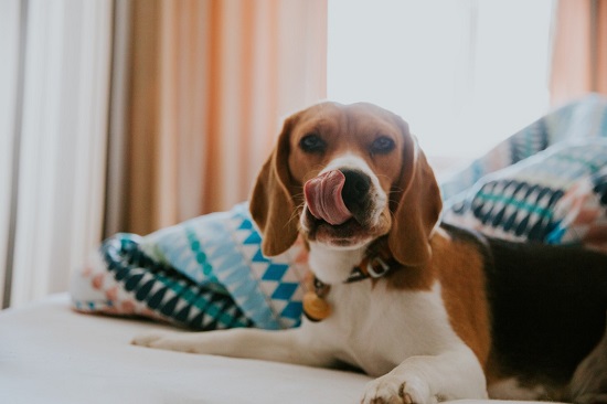 The Best Natural Joint Supplements For Dogs