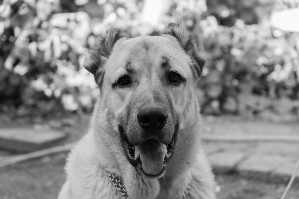 Top 10 Dog Breeds With the Strongest Bite Force