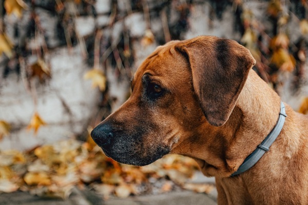 Top 15 Best Guard Dogs That Can Protect Your Family and Home