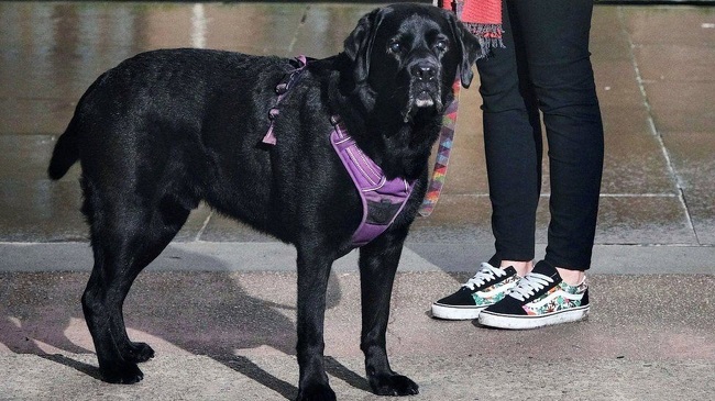 UK Researcher Creates Dog Phone For Lonely Dog Owners