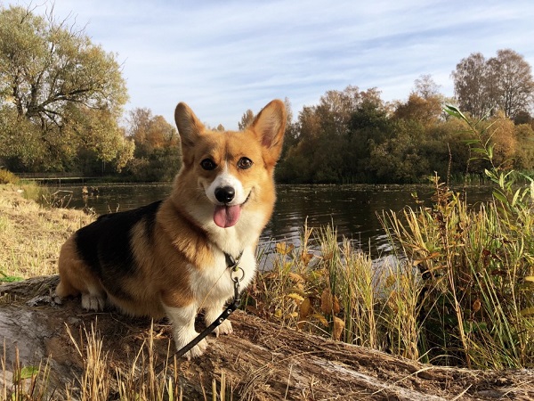 Unfolding The Horrid Reality About Dog Breeding Business