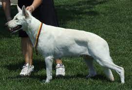 White American Shepherd