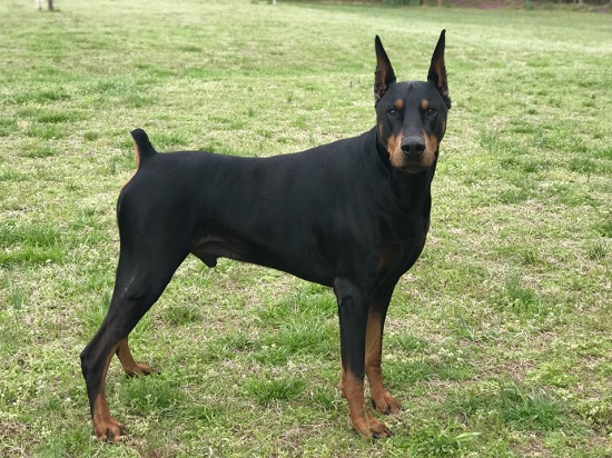 Doberman Weight Care