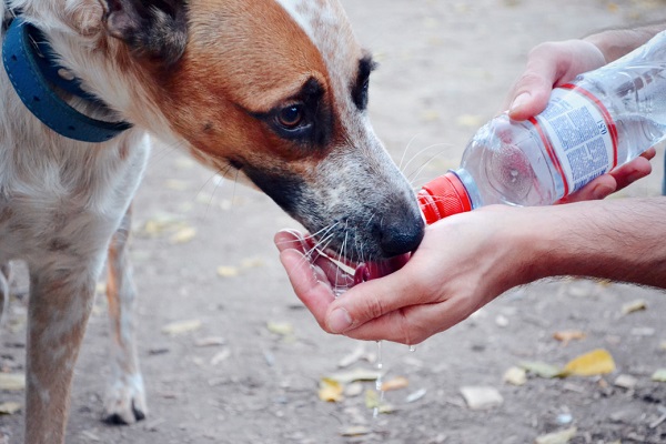13 Emergency Animal Helplines in Delhi NCR