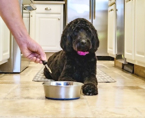 5 Things To Remember Before Giving CBD To Your Pet