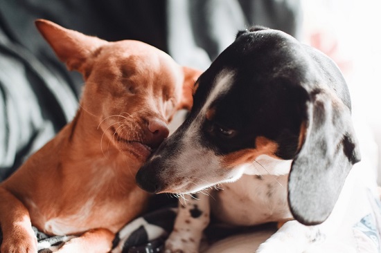 7 Ways To Care For A Blind Dog