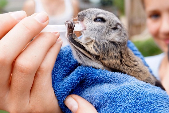 9 Bangalore Animal Helpline You May Contact