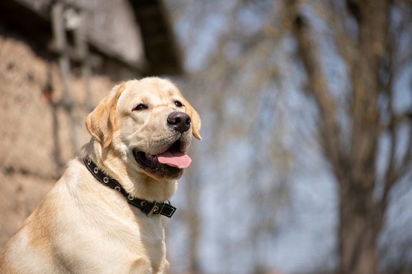 A 2-dog squad to check smuggling at Chennai airport