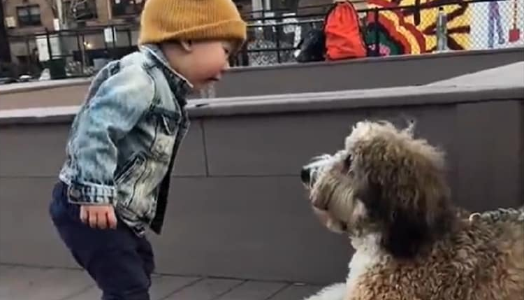 A video of a little boy meeting a dog for the first time has gone viral on social media