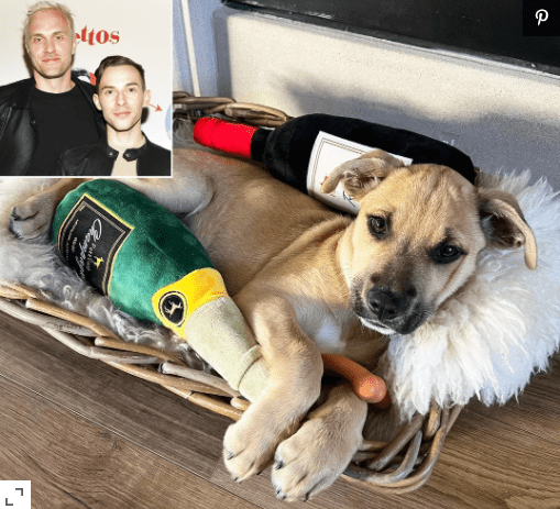 Adam Rippon Reveals about Becoming a Dog Pet Parent