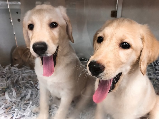 Adopt Pets At These 6 Pune Animal Shelters