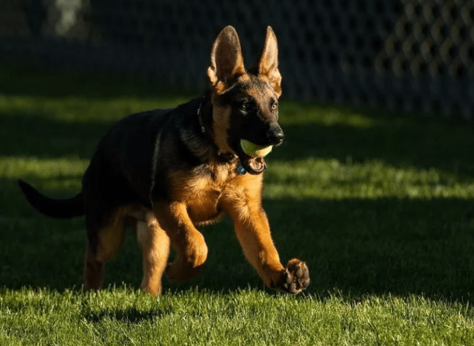 Biden Family Rehomes A Rescue Dog, Also will welcome a Cat to the White House in 2022